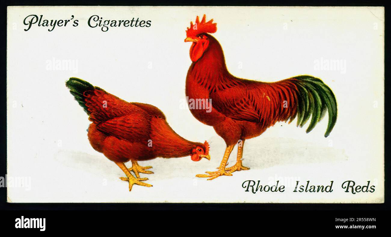 Rhode Island Reds - carte à cigarettes vintage Banque D'Images