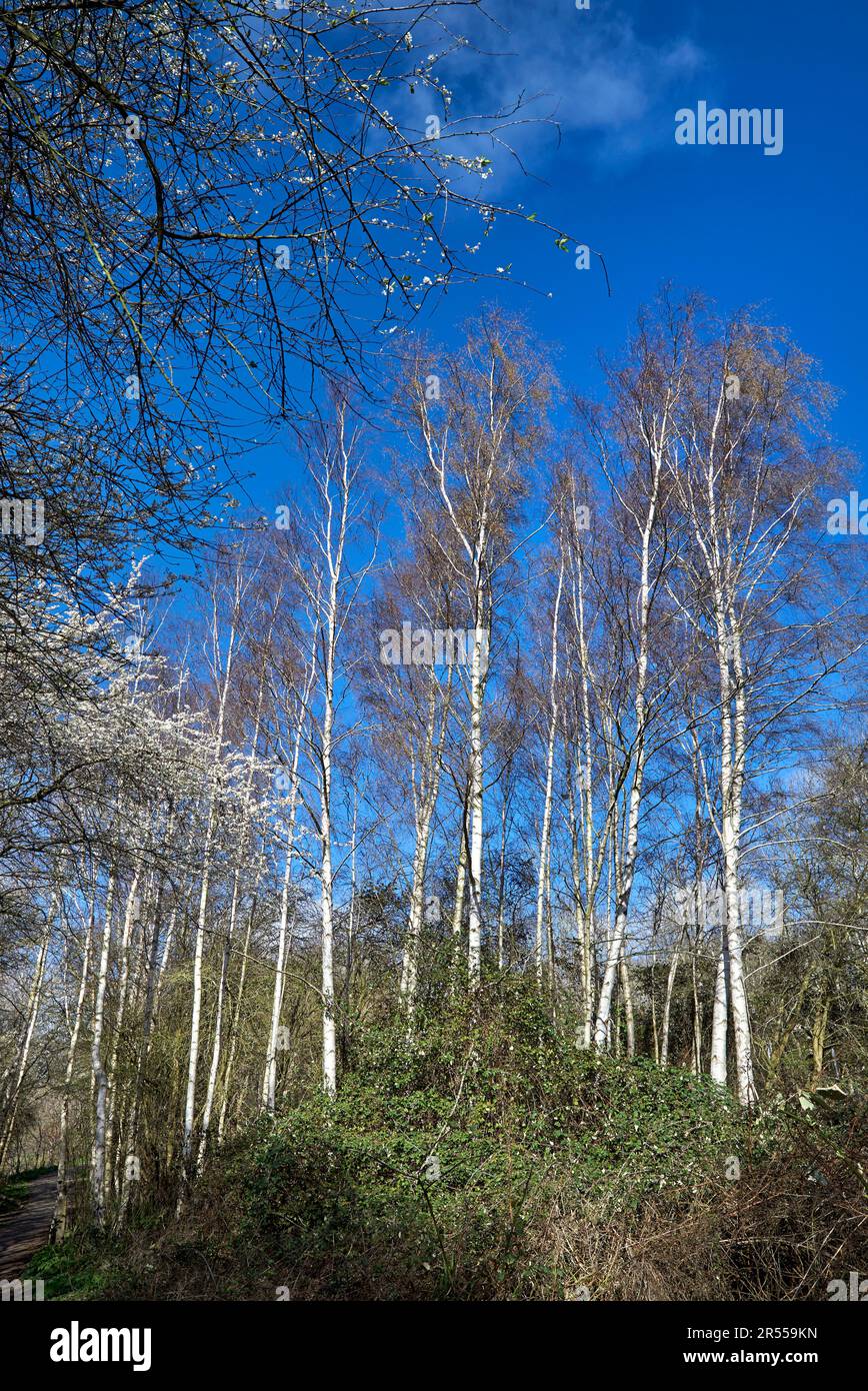 Bouleau argenté hiver. Betula pendula européenne bouleau blanc. Angleterre Royaume-Uni Banque D'Images