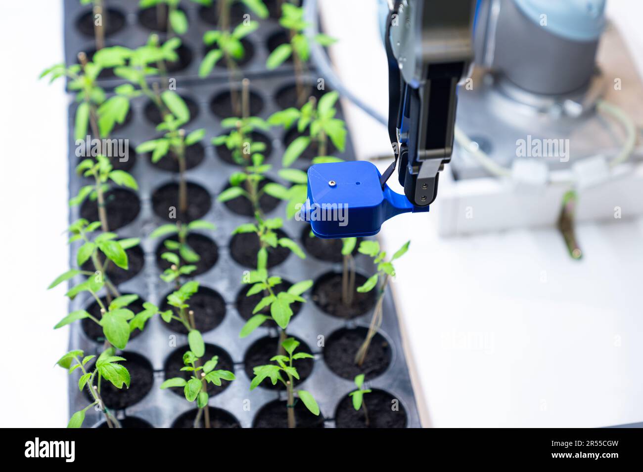 Un robot dans une serre évalue la qualité des plants de tomate à l'aide d'un capteur. Concept d'agriculture intelligente. Banque D'Images