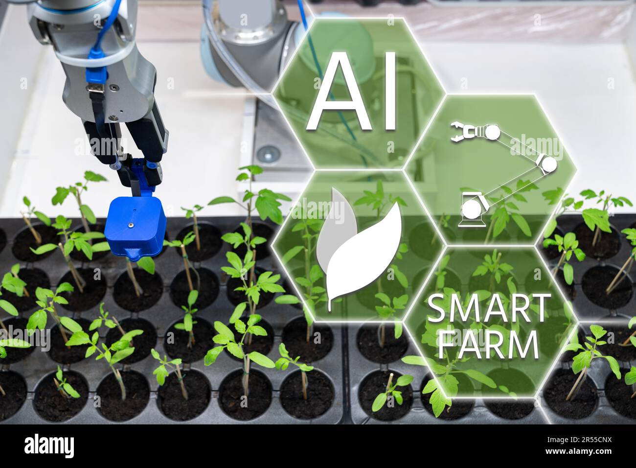 Un robot dans une serre évalue la qualité des plants de tomate à l'aide d'un capteur. Concept d'agriculture intelligente. Banque D'Images