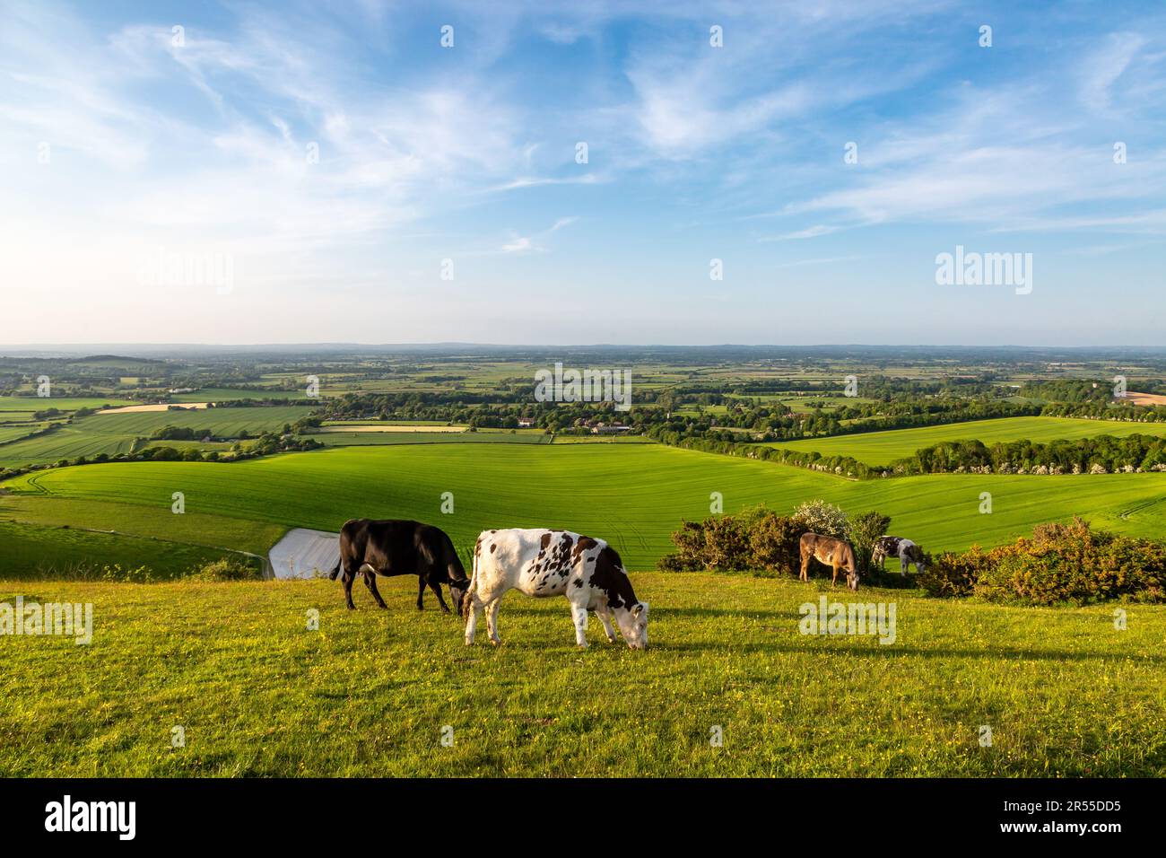 Vaches paître sur Firle Beacon dans les South Downs, avec une vue sur la campagne ci-dessous Banque D'Images
