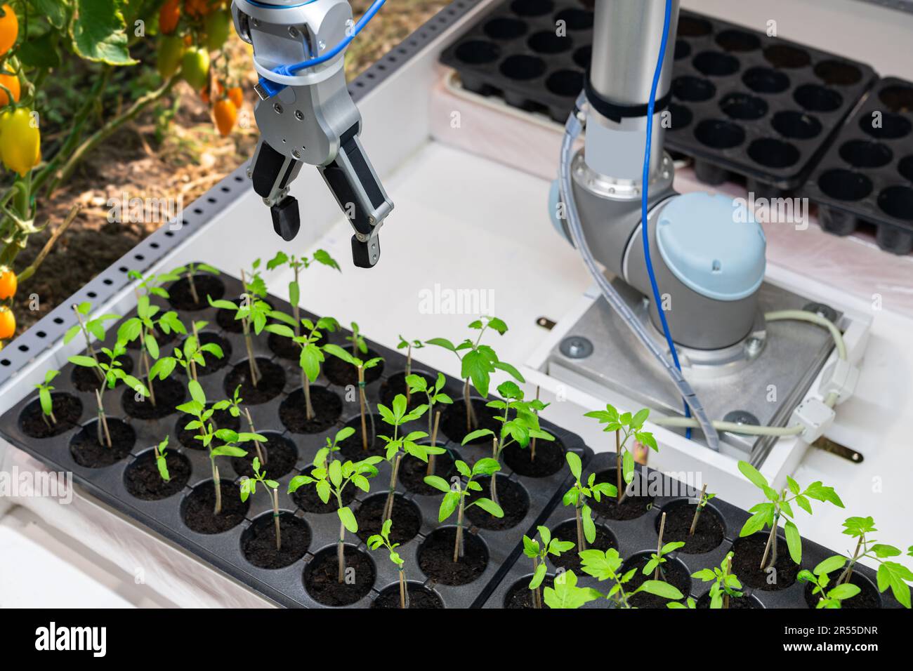 Un robot dans une serre évalue la qualité des plants de tomate à l'aide d'un capteur. Concept d'agriculture intelligente. Banque D'Images