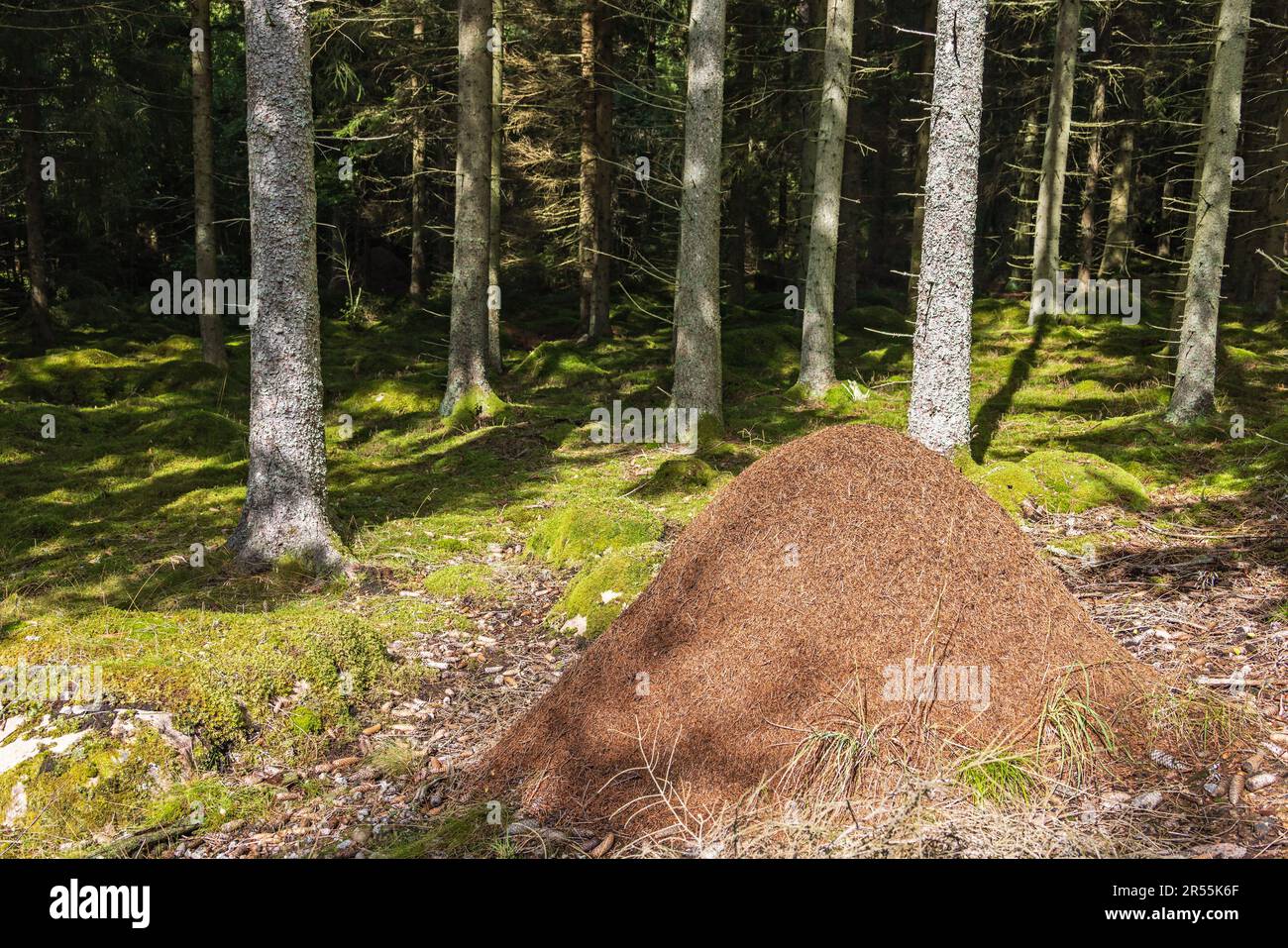 Grand anthill dans la forêt un jour d'été ensoleillé Banque D'Images