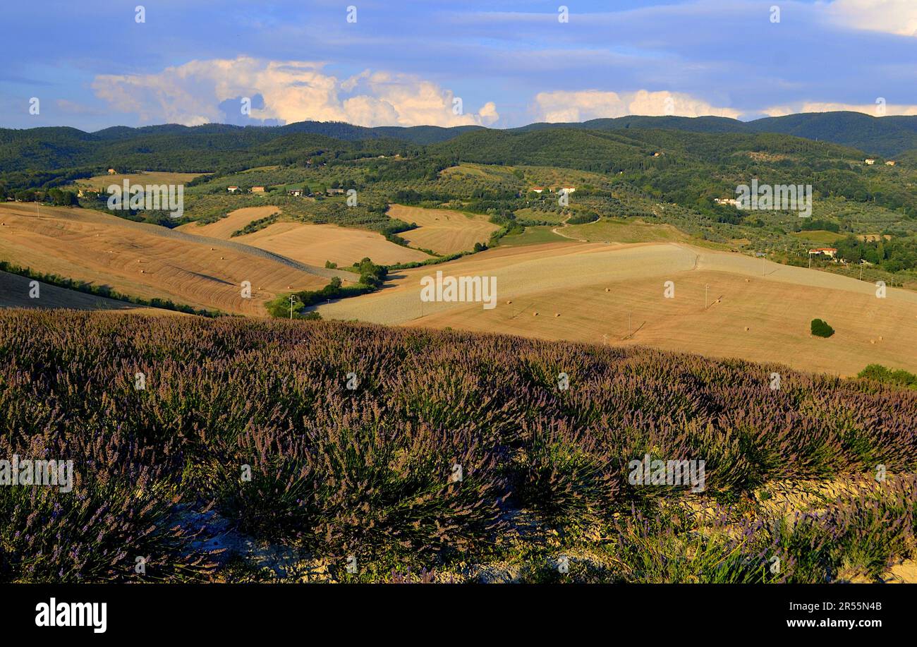 Campo di Lavanda a Pisa (Santa Luce) al tramonto, Toscana, Italia / Lavender field à Pisa (Santa Luce) au coucher du soleil, Toscane, Italie Banque D'Images