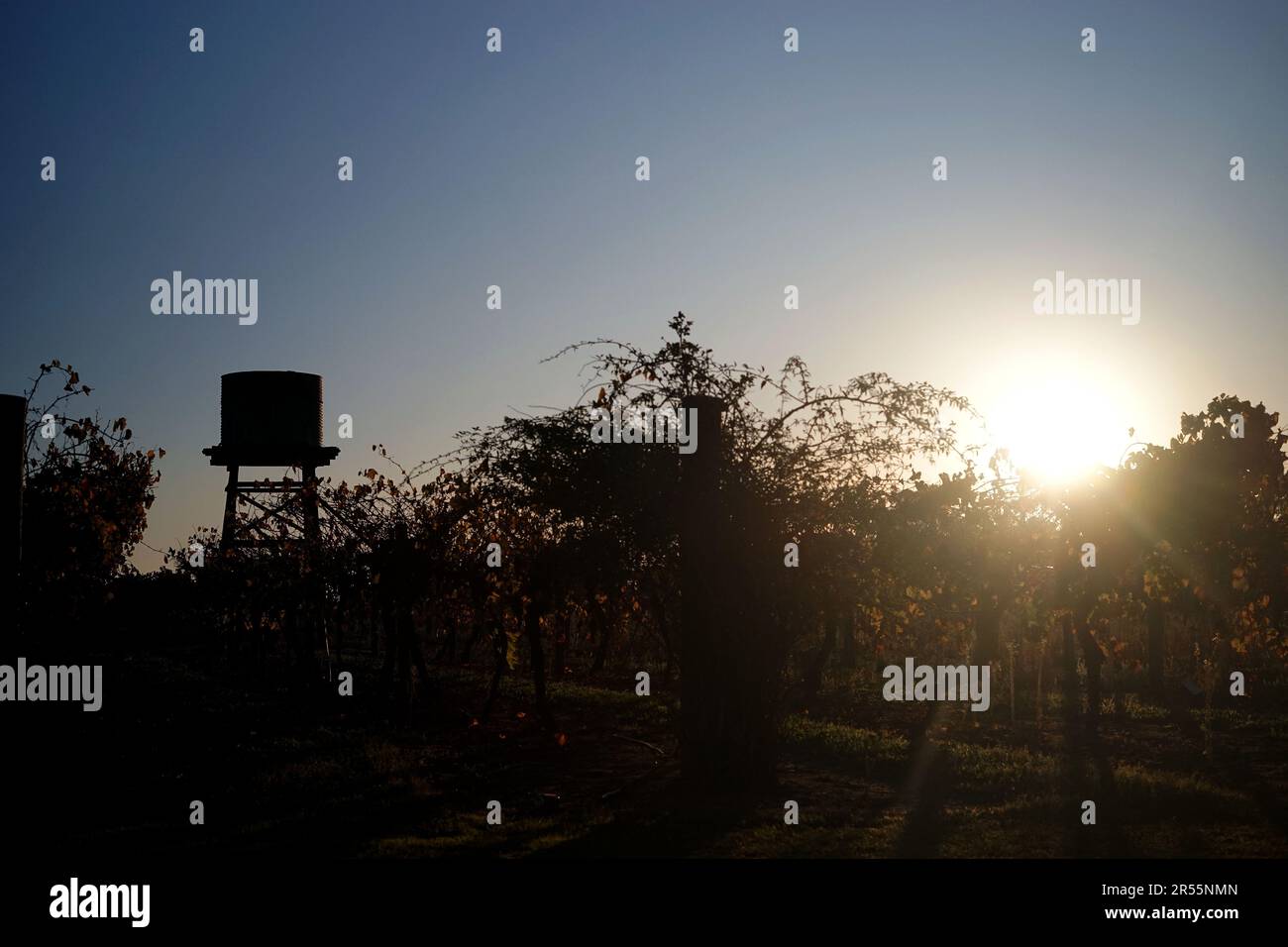 Le soleil d'hiver se couche sur un vignoble près de Perth, en Australie occidentale Banque D'Images