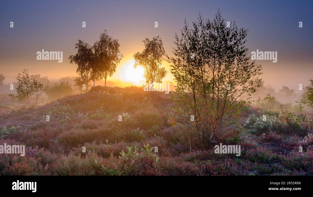 Midhurst, Royaume-Uni - 26 août 2022 : lever du soleil sur Iping Common, parc national de South Downs, West Sussex Banque D'Images