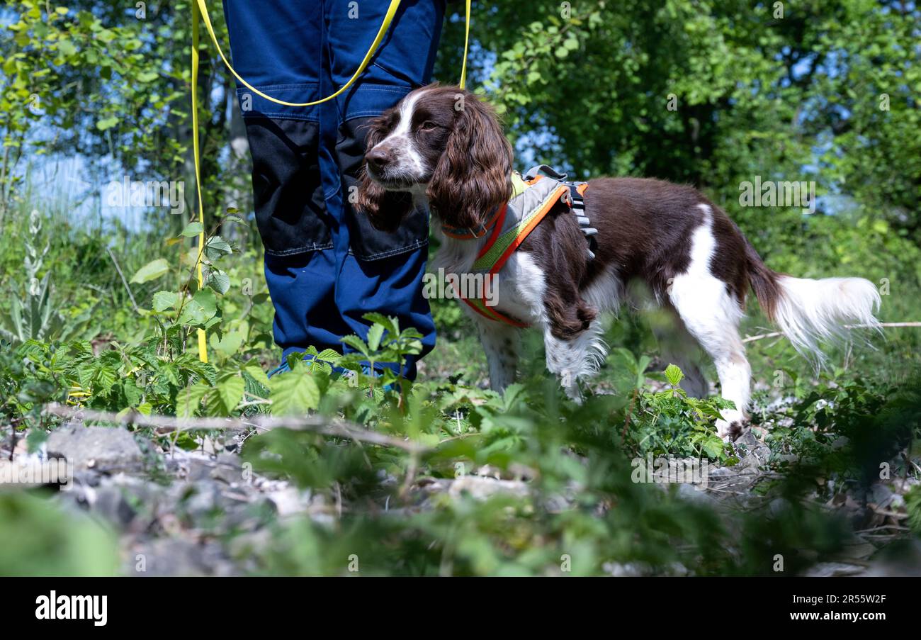 Munich, Allemagne. 01st juin 2023. Alexandra Hörand, maître de chien de Deutsche Bahn, se promène le long du chantier de la ligne principale 2nd avec Monte, un chien de détection d'espèces. Dans le cadre d'un projet pilote, les chiens de détection d'espèces recherchent des animaux protégés sur les chantiers de construction de Deutsche Bahn (DB). Ce faisant, ils agissent beaucoup plus rapidement que les humains, qui ont précédemment fait ce travail avec leurs yeux. Credit: Sven Hoppe/dpa/Alay Live News Banque D'Images