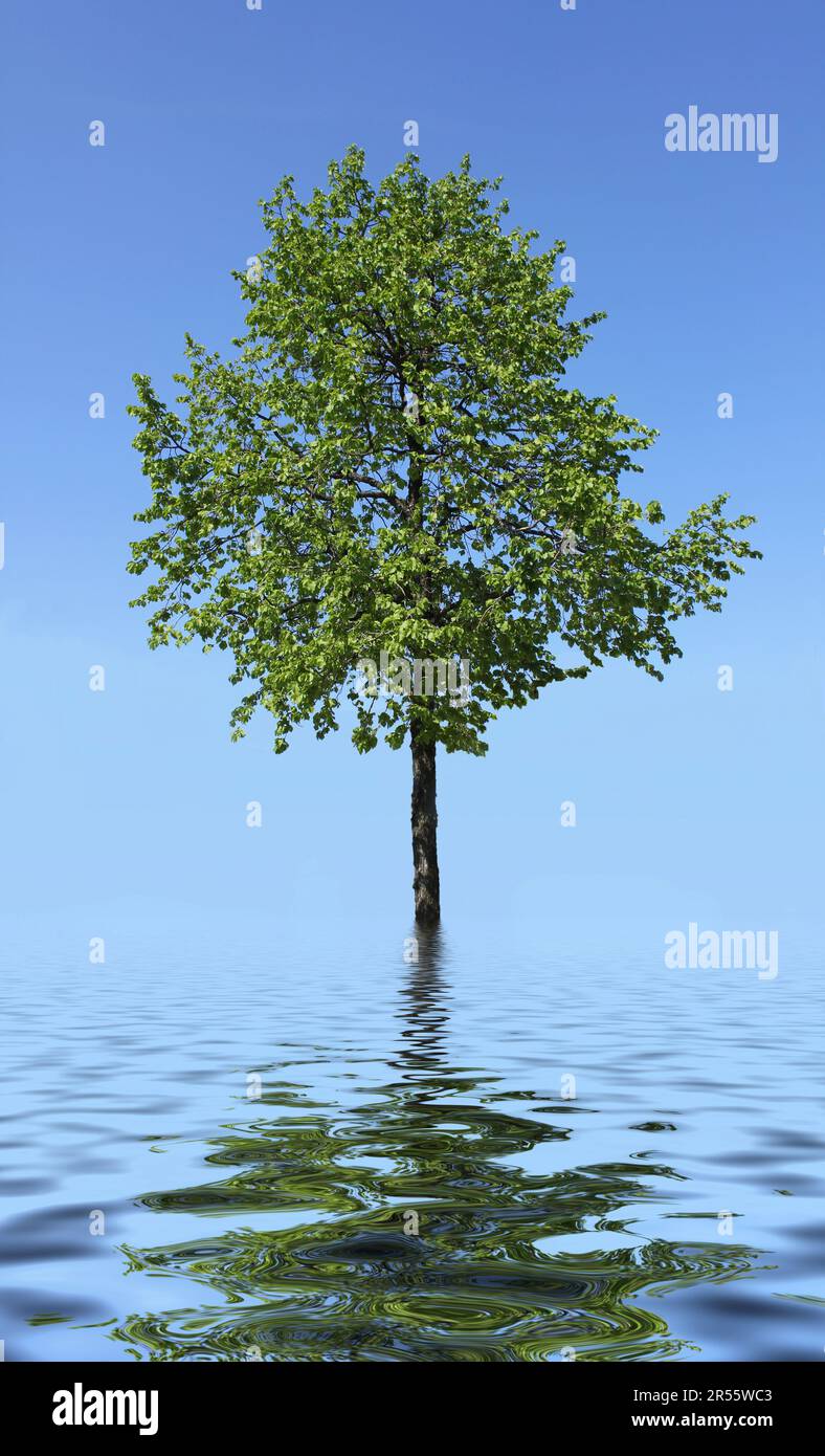 arbre de jung simple avec réflexion dans l'eau avec vague Banque D'Images