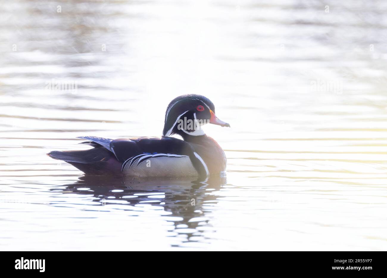 Un mâle de canard en bois rétroéclairé avec réflexion nageant dans un étang local au printemps Banque D'Images