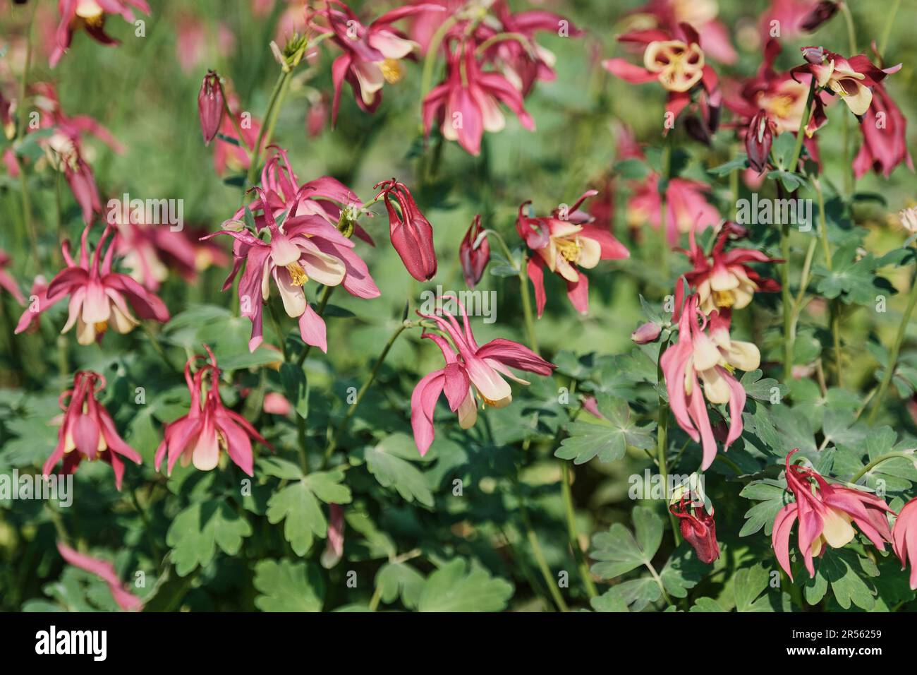 Fond floral naturel d'été. Fleurs roses en fleurs d'aquilegia hybrida, sur fond vert flou. Mise au point sélective. Banque D'Images