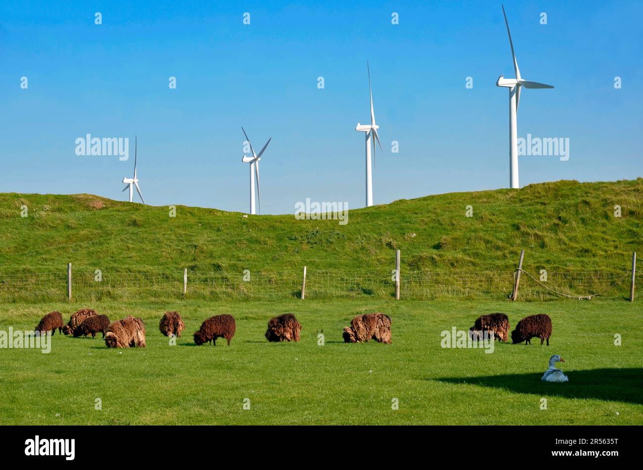 Brebis brun à poil long paître à côté des éoliennes en France. Banque D'Images