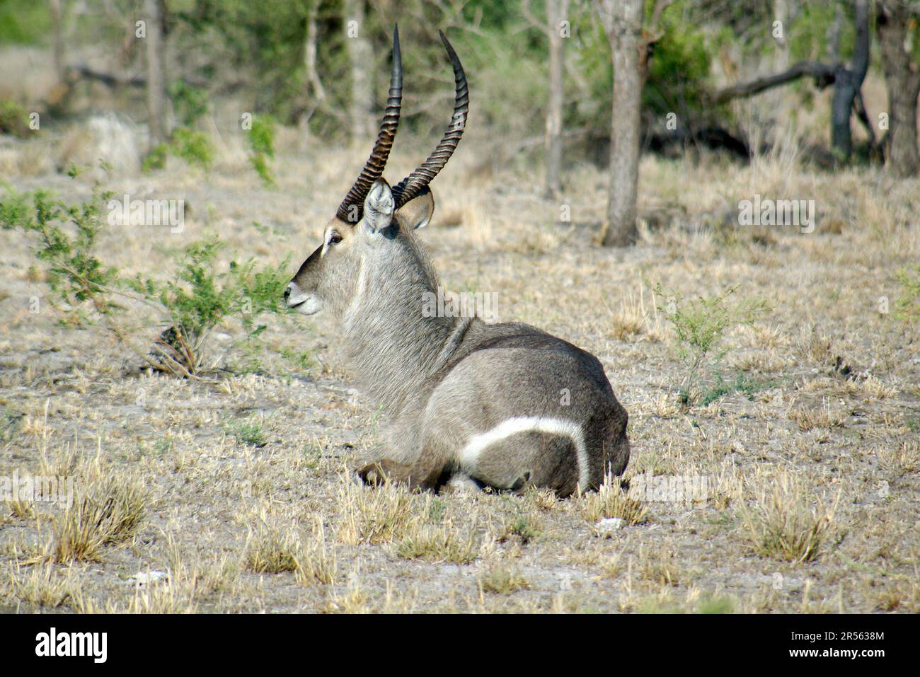 Waterbuck reposant dans le Bush, réserve de jeux de Loncolozi, Afrique du Sud Banque D'Images