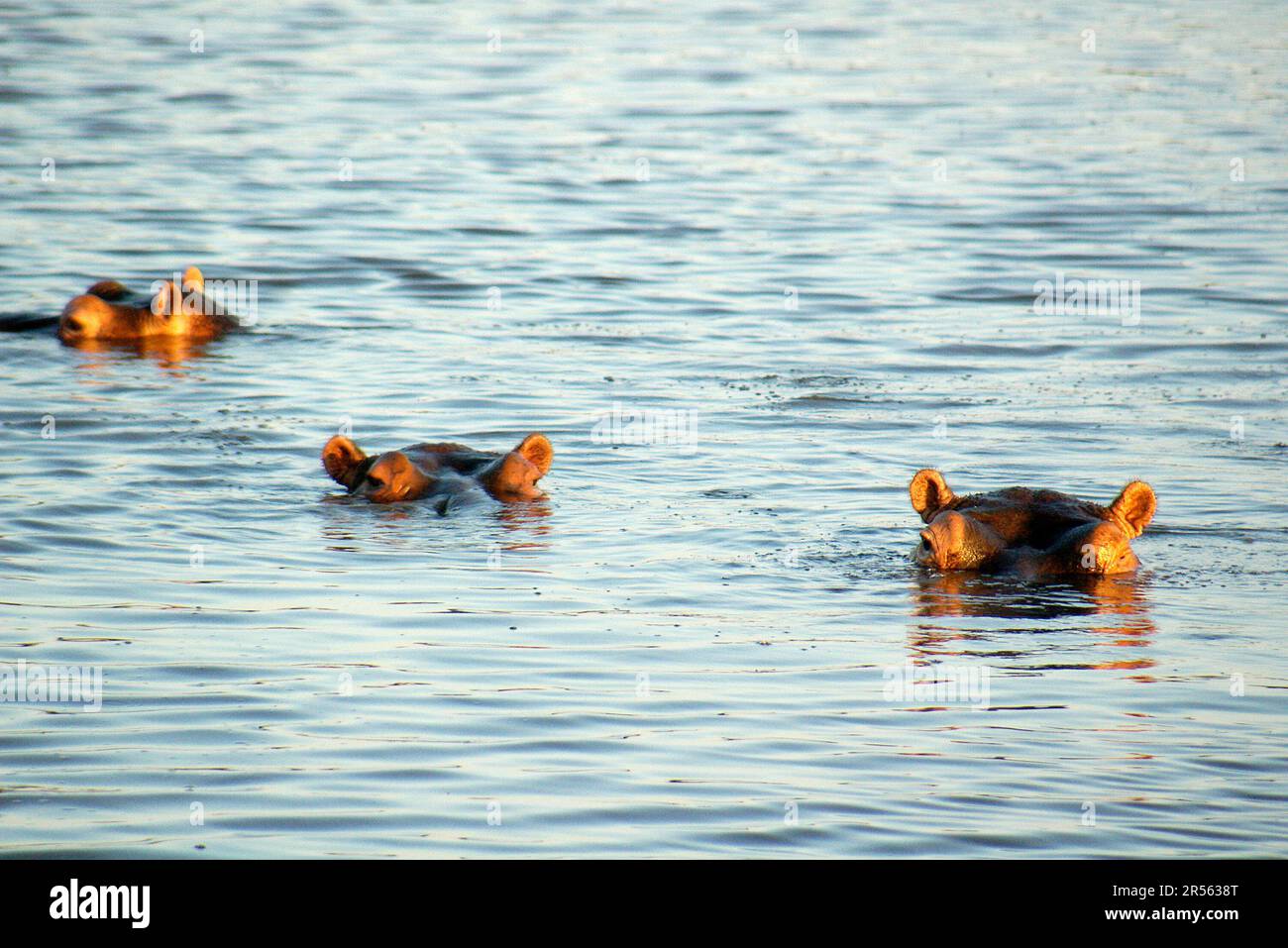Trois hippopotames émergent de la rivière Sand, réserve de jeux de Lonlozi, Afrique du Sud Banque D'Images