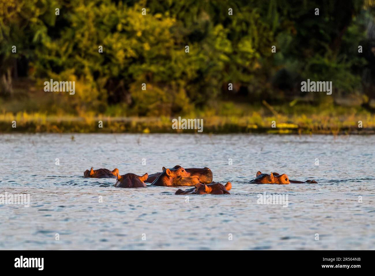 Groupe d'hippopotames dans la rivière Shire au parc national de Liwonde. Ambiance nocturne avec Hippos sur la rivière Shire. Parc national de Liwonde, Malawi. Un troupeau d'hippopotames dans le soleil du soir à la rivière Shire, parc national de Liwonde Banque D'Images