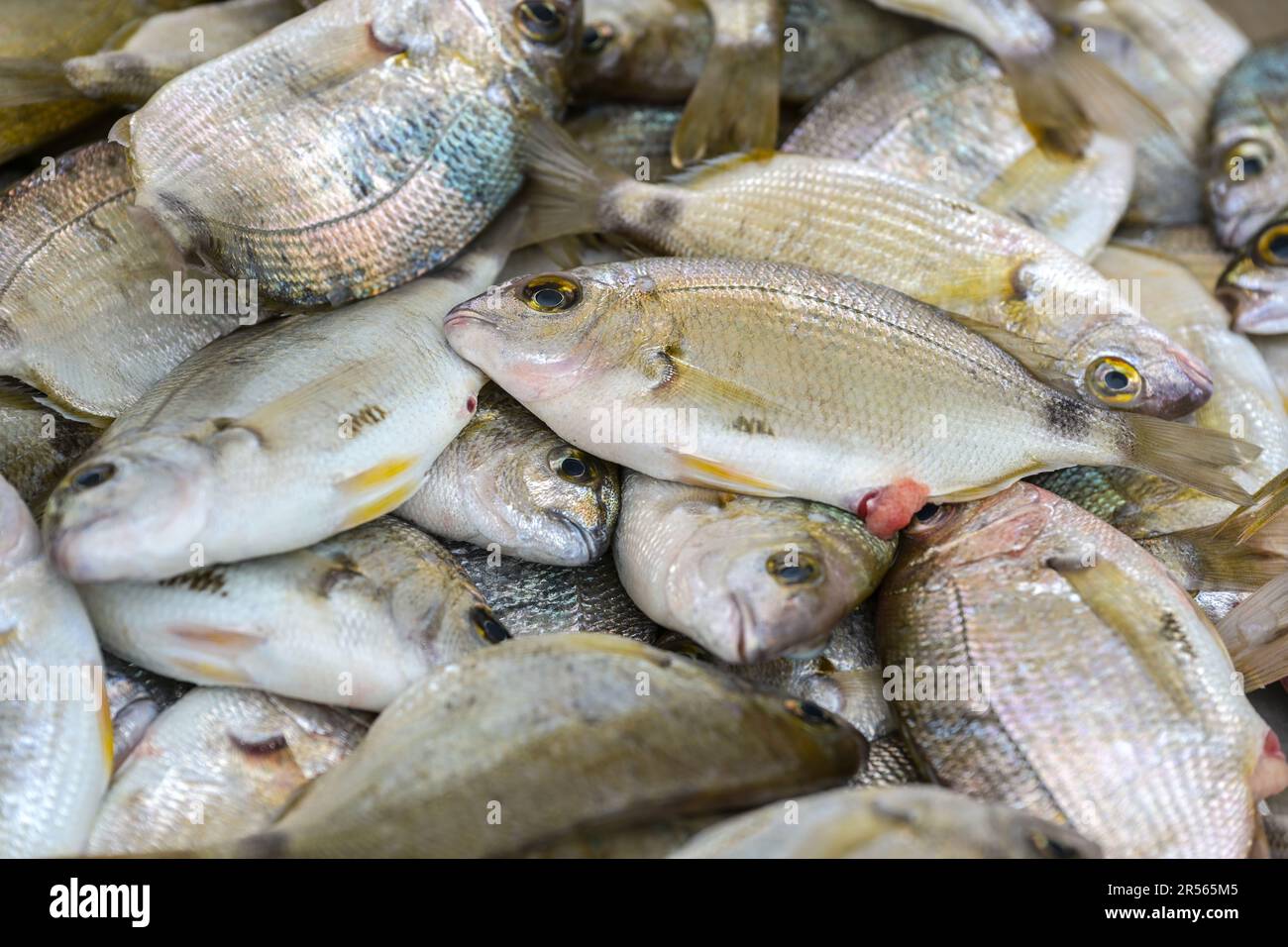 Dorade fraîche à tête dorée (Sparus aurata) à vendre sur un marché grec de poissons sur la stalle d'un pêcheur, fond plein cadre, espace copie, foc sélectionné Banque D'Images