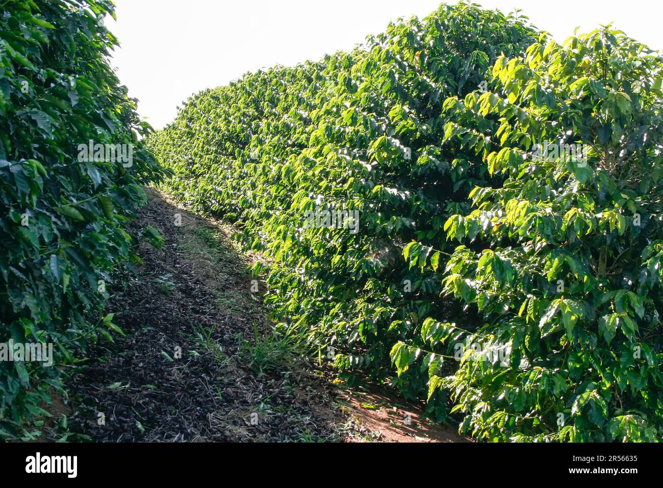 Voir la ferme avec la plantation de café au Brésil - Cafe do Brasil Banque D'Images