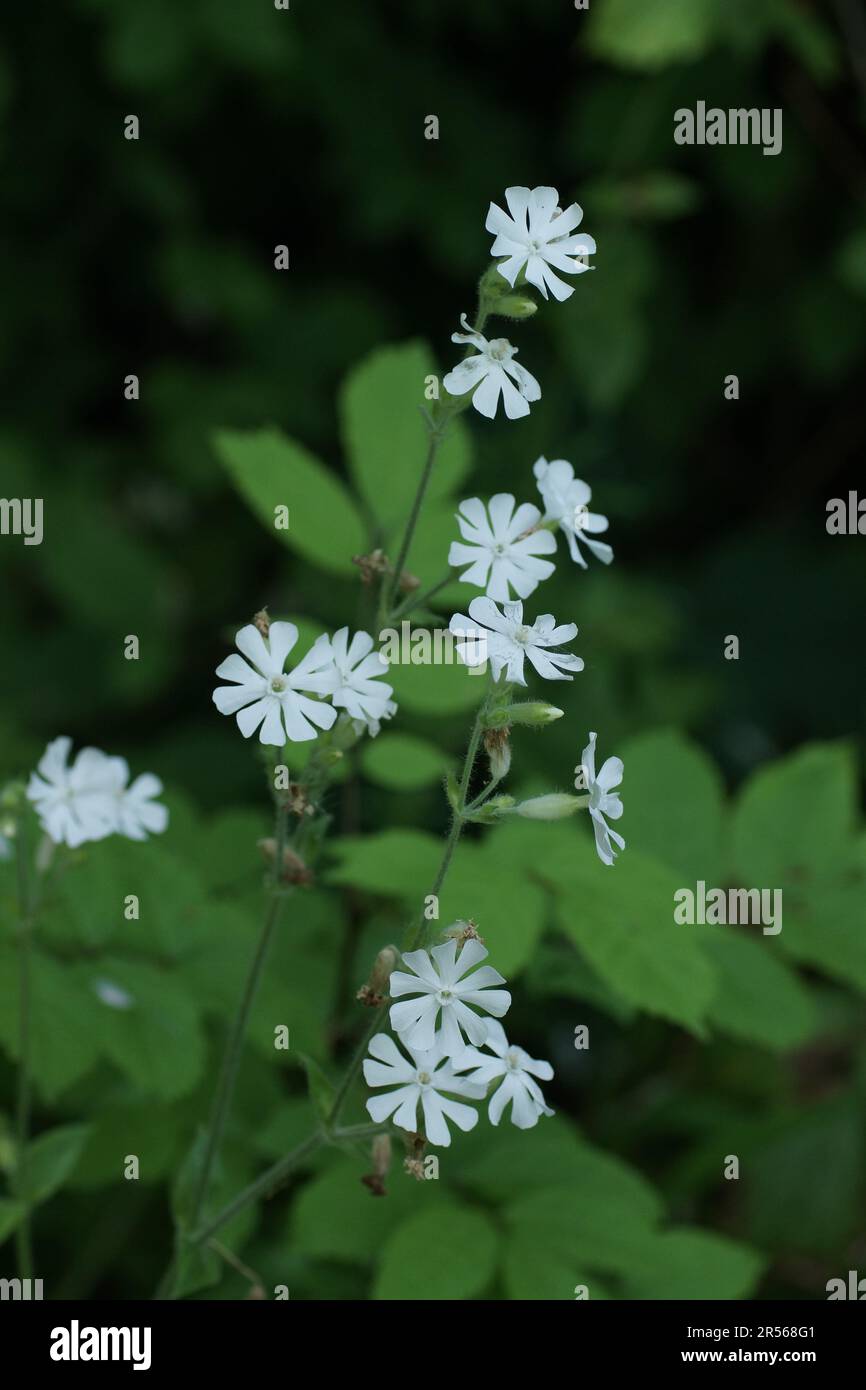 Silene dioica (variante albino) Banque D'Images