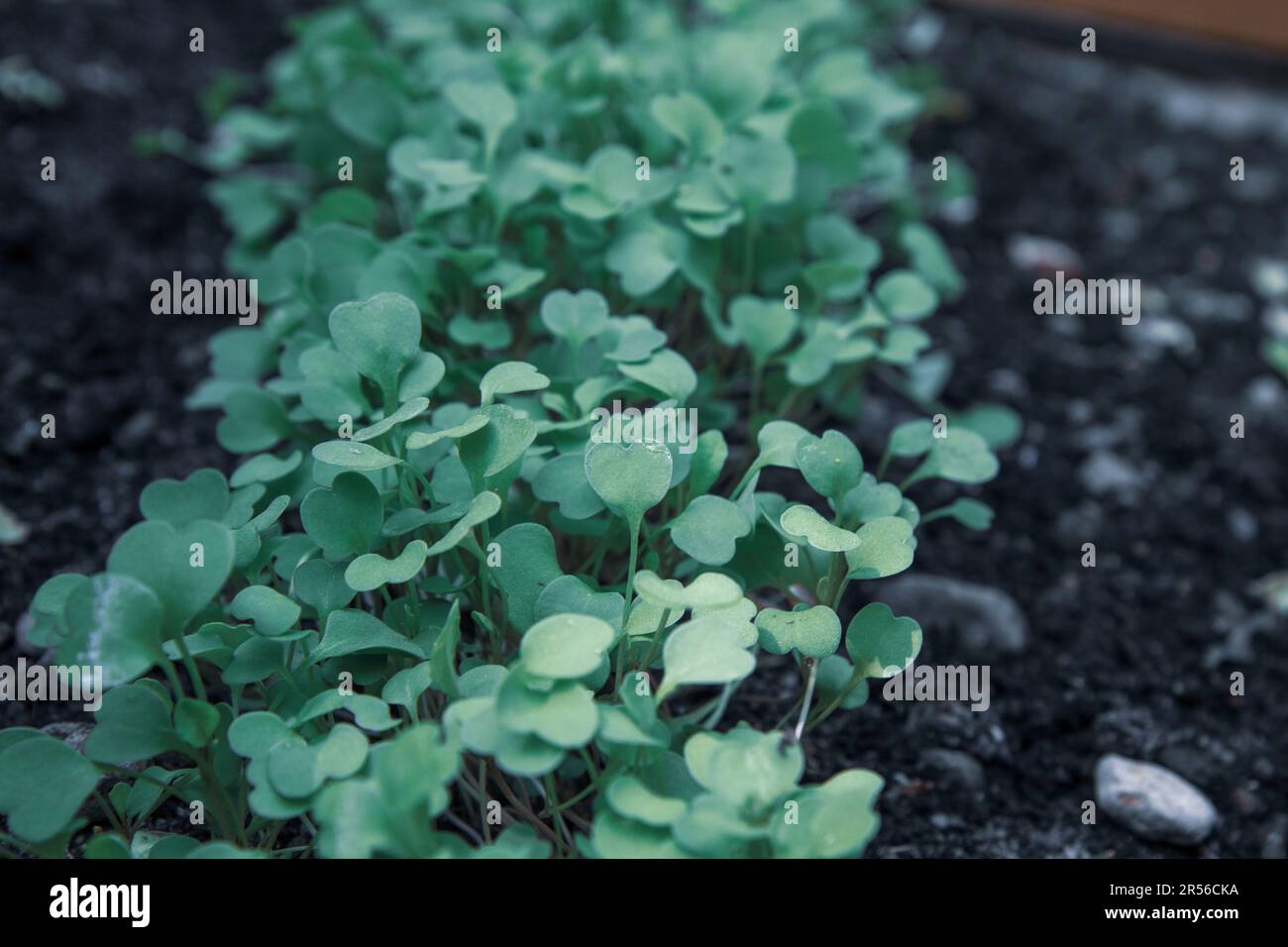 vue de dessus des jeunes plants dans le sol. Les semis sont préparés avant la plantation en terrain ouvert. Jeunes pousses tendres sur fond sombre. Banque D'Images