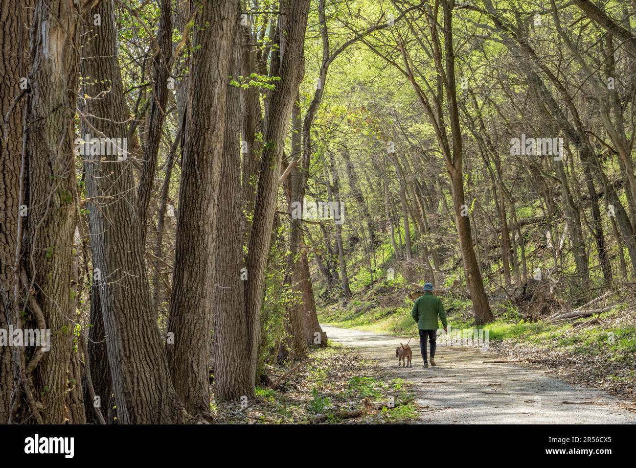 Homme plus âgé marchant avec un chien dans une forêt au printemps - Steamboat Trace Trail près du Pérou, Nebraska Banque D'Images