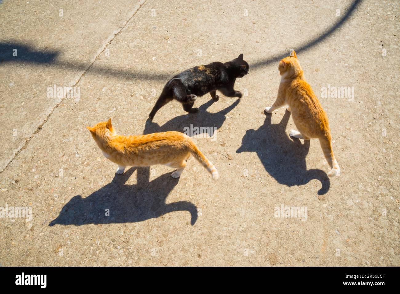 Trois chats isolés. Banque D'Images