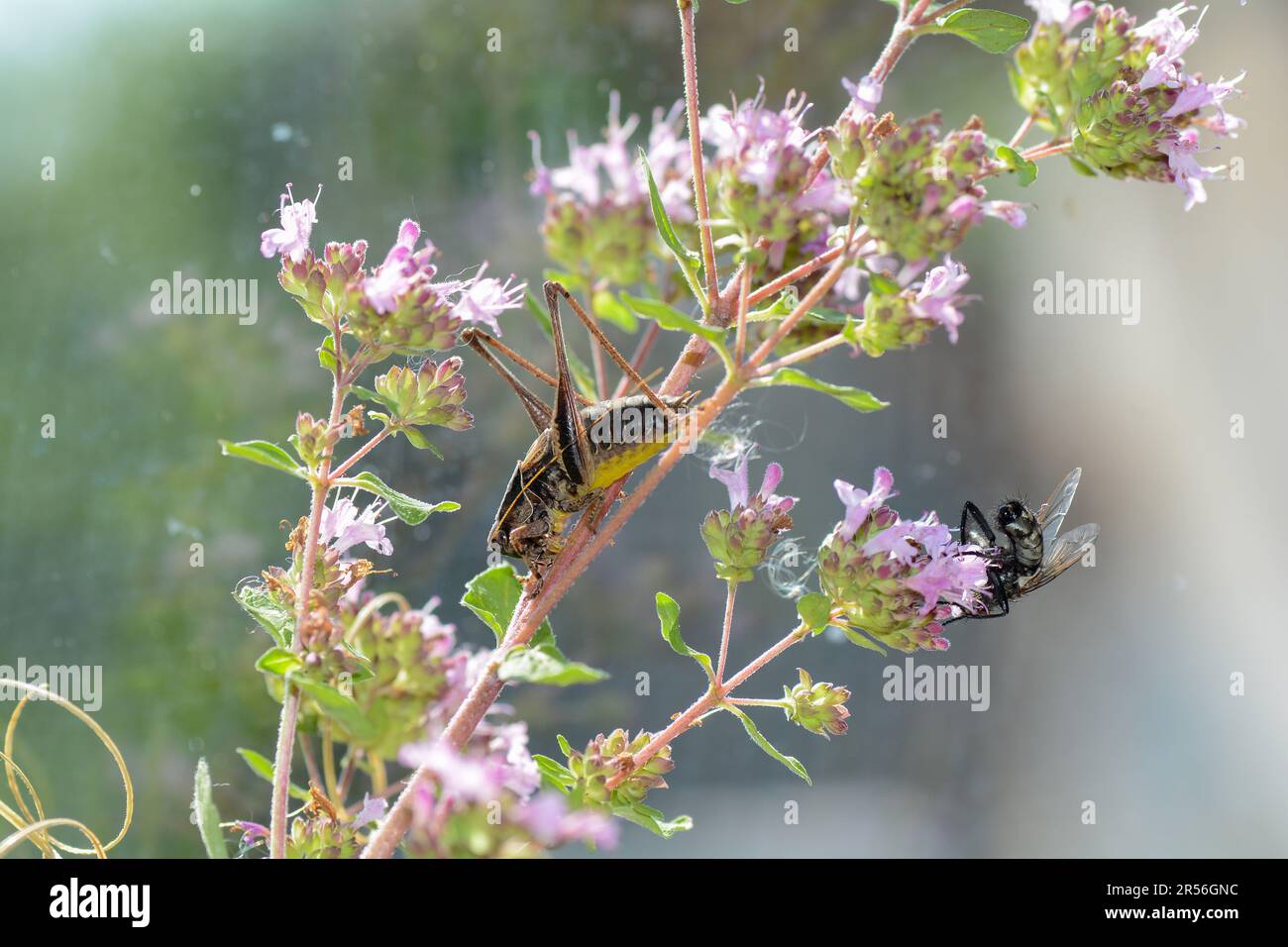 Le cricket commun du Bush ( Pholidoptera griseoaptera ) et une mouche sur une plante Banque D'Images