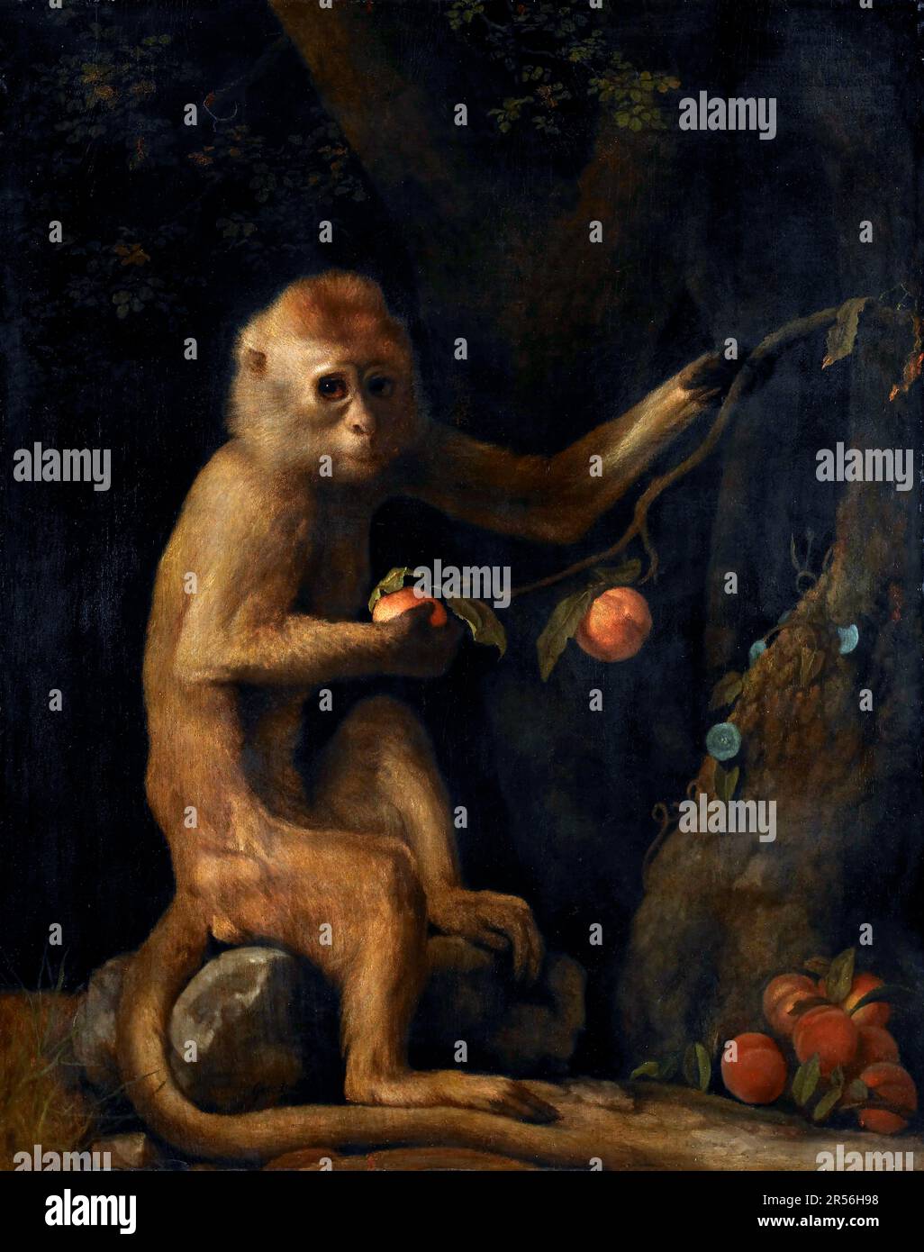 Un singe de George Stubbs (1724-1806), huile sur panneau, 1799 Banque D'Images