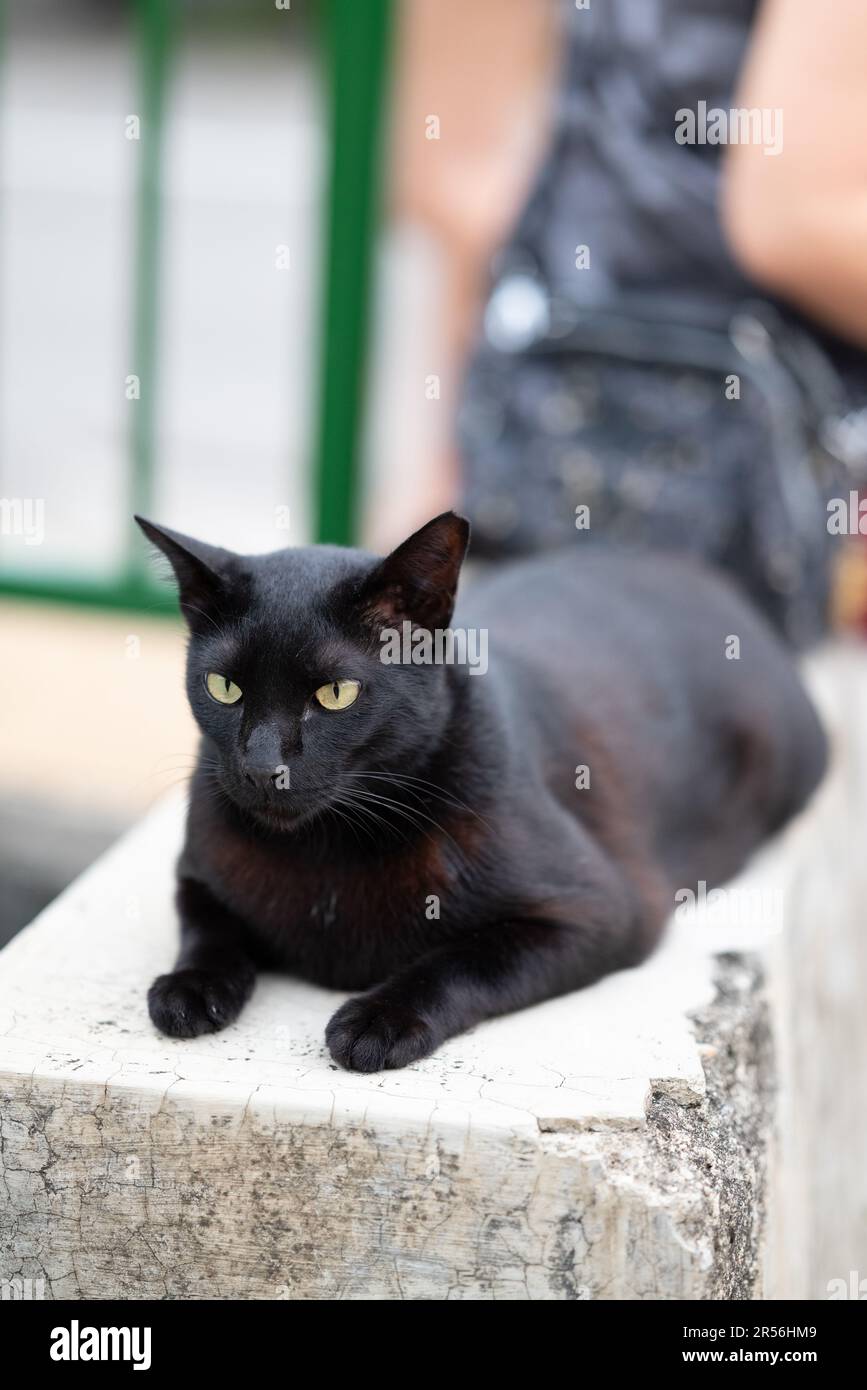 Singapour chats isolés dans la zone de logement Banque D'Images