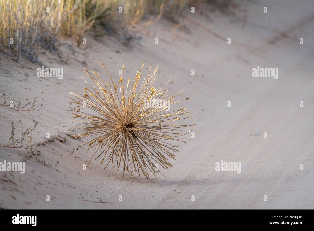 Plante du siècle, Haemanthus toxicarius (Boophone disticha), tumbleweed sur une route de sable. Kalahari, Parc transfrontalier de Kgalagadi, Afrique du Sud Banque D'Images
