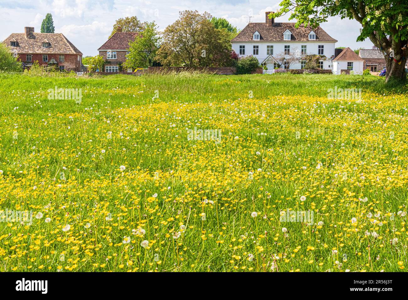 Buttercups au printemps sur l'un des plus grands verts de village du Royaume-Uni au village de Severnside de Frampton sur Severn, Gloucestershire, Angleterre Royaume-Uni Banque D'Images