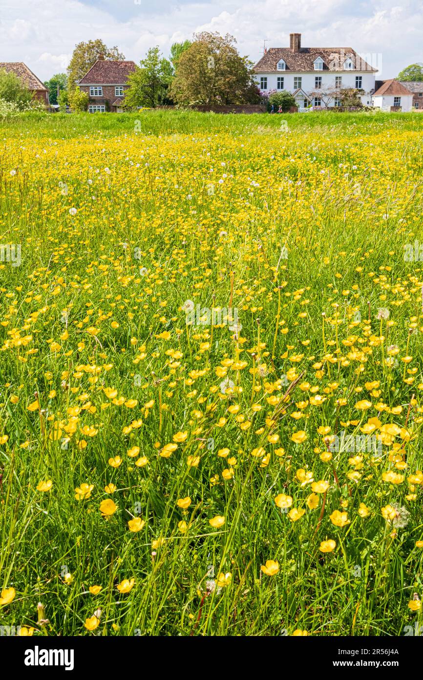 Buttercups au printemps sur l'un des plus grands verts de village du Royaume-Uni au village de Severnside de Frampton sur Severn, Gloucestershire, Angleterre Royaume-Uni Banque D'Images