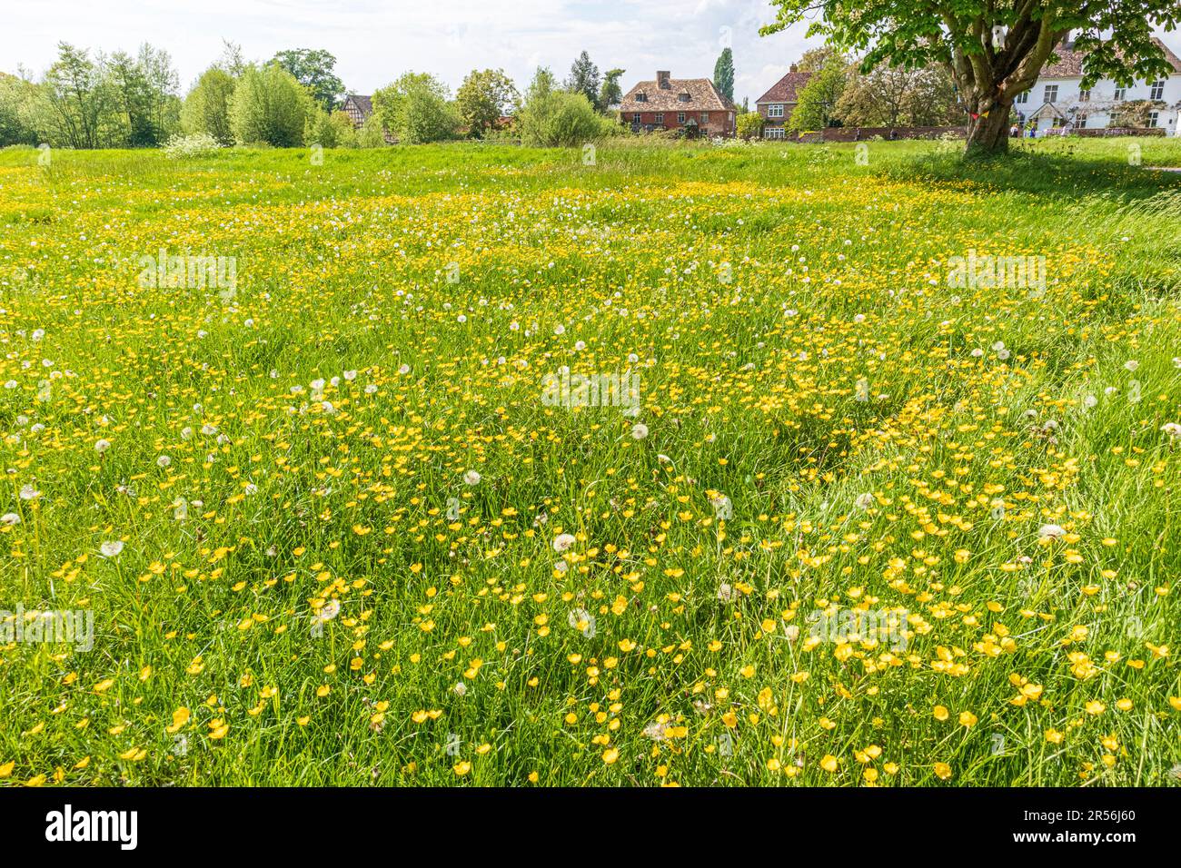 Buttercups au printemps sur l'un des plus grands verts de village du Royaume-Uni au village de Severnside de Frampton sur Severn, Gloucestershire, Angleterre Royaume-Uni Banque D'Images