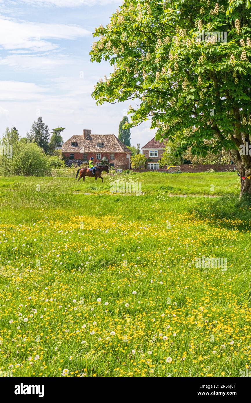 Buttercups au printemps sur l'un des plus grands verts de village du Royaume-Uni au village de Severnside de Frampton sur Severn, Gloucestershire, Angleterre Royaume-Uni Banque D'Images