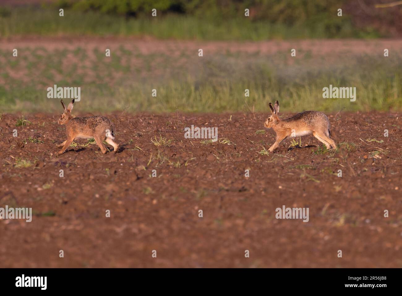 Two Brown Hare (Lepus europaeus) Running Suffolk UK GB Mai 2023 Banque D'Images
