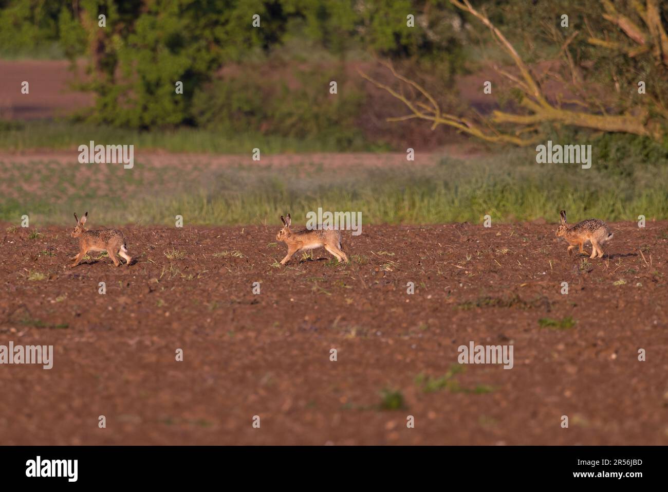 Three Brown Hare (Lepus europaeus) Running Suffolk UK GB Mai 2023 Banque D'Images