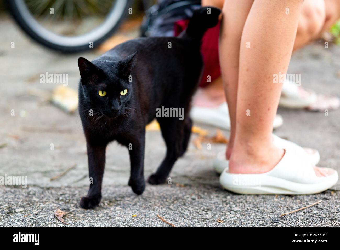 Singapour chats isolés dans la zone de logement Banque D'Images