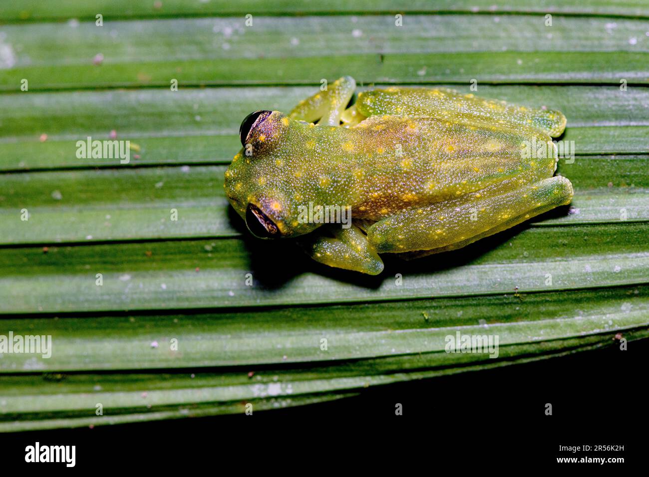 Grenouille en cascade (Sachatamia albomaculata) de Sarapiqui, au Costa Rica. Banque D'Images