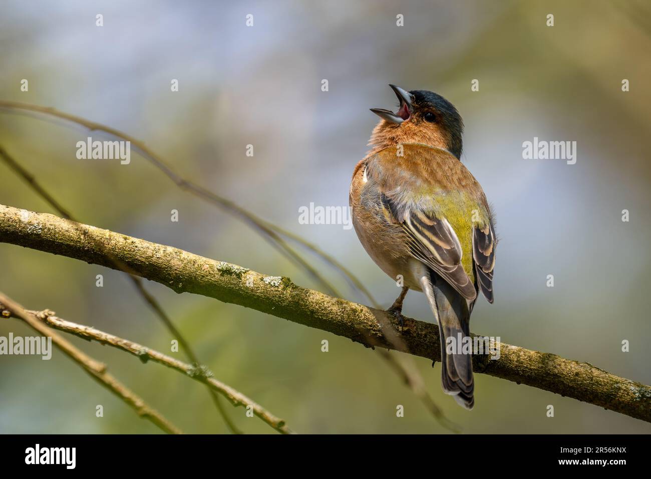 Chaffinch commun - Fringilla coelebs, magnifique oiseau de couleur perching des forêts de l'ancien monde, Zlin, République Tchèque. Banque D'Images
