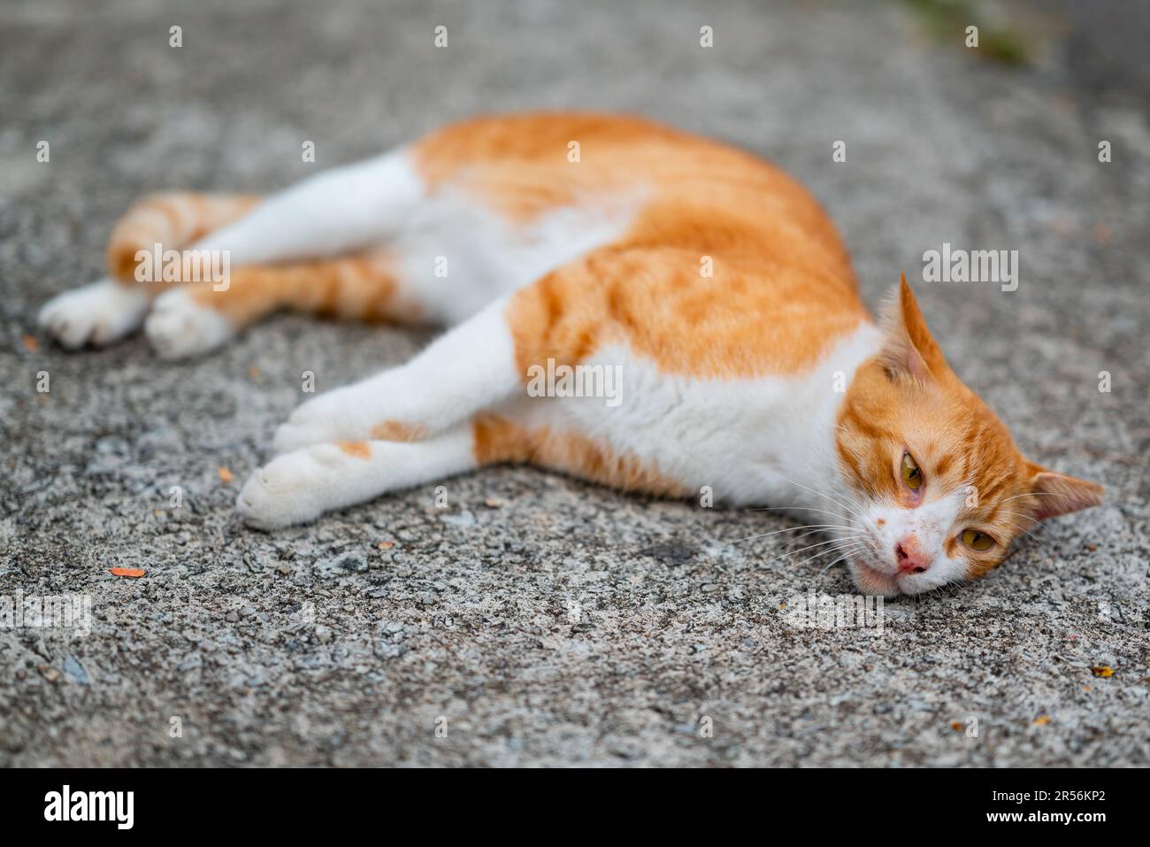 Singapour chats isolés dans la zone de logement Banque D'Images