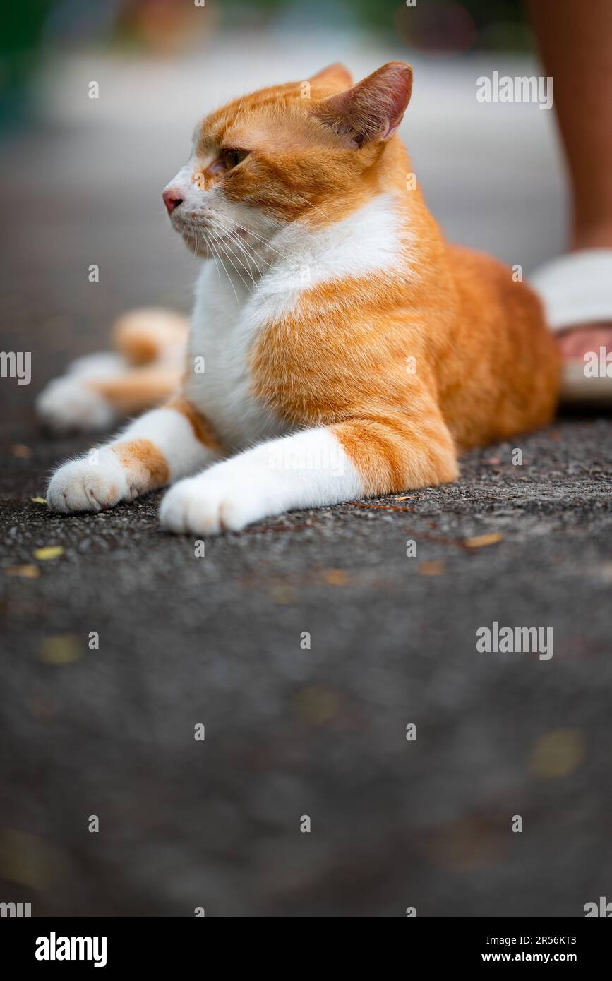 Singapour chats isolés dans la zone de logement Banque D'Images