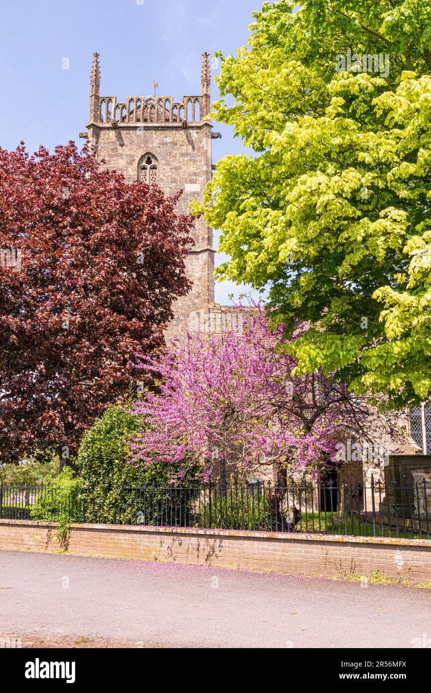 Arbres printaniers à côté de la tour de l'église St Marys dans le village Severnside de Frampton sur Severn, Gloucestershire, Angleterre Banque D'Images