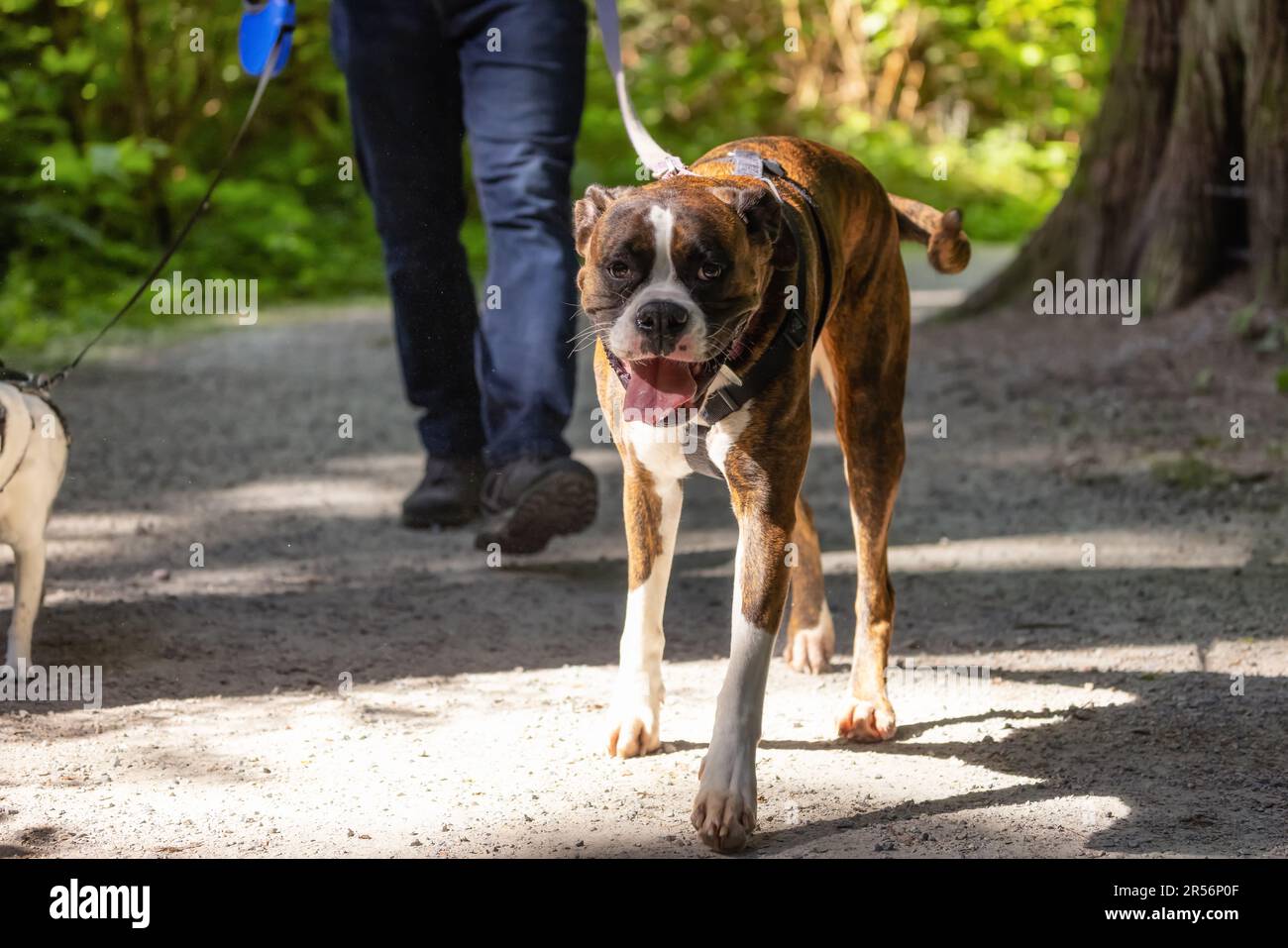 Boxer Dog Marche sur le sentier de randonnée dans le parc du quartier Photo  Stock - Alamy