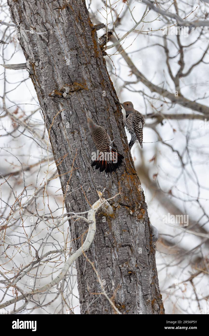 Une paire de scintillements du nord se brouille autour d'un arbre de coton. Parc national de Grand Teton, Wyoming Banque D'Images Une paire de scintillements du nord se brouille autour d'un arbre de coton. Parc national de Grand Teton, Wyoming Banque D'Images