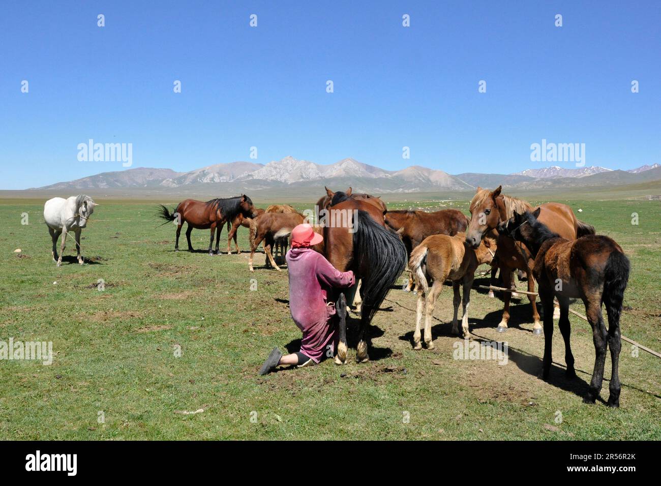 Kirghizistan. Lac Song Kul. chevaux Banque D'Images