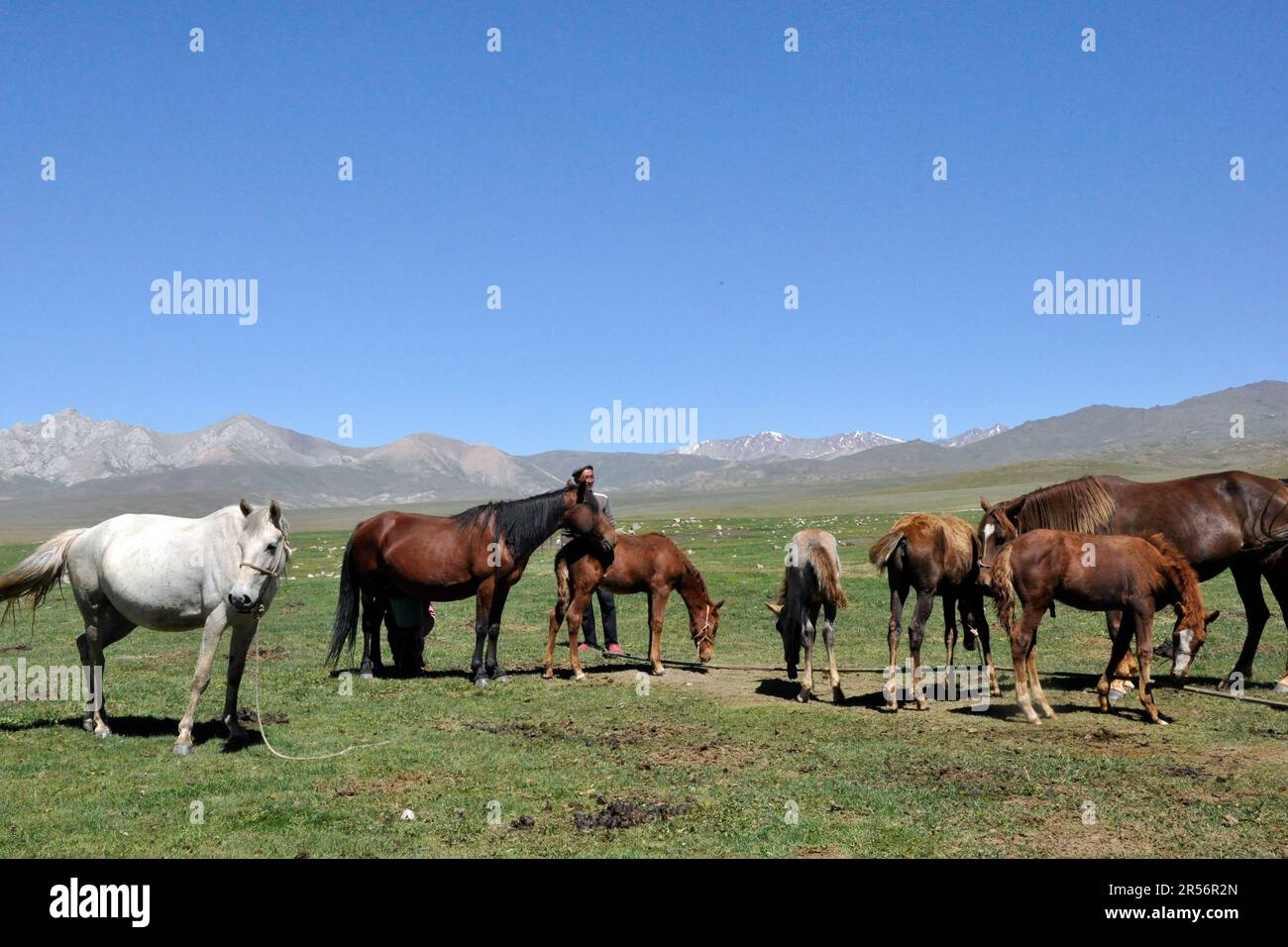 Kirghizistan. Lac Song Kul. chevaux Banque D'Images Kirghizistan. Lac Song Kul. chevaux Banque D'Images