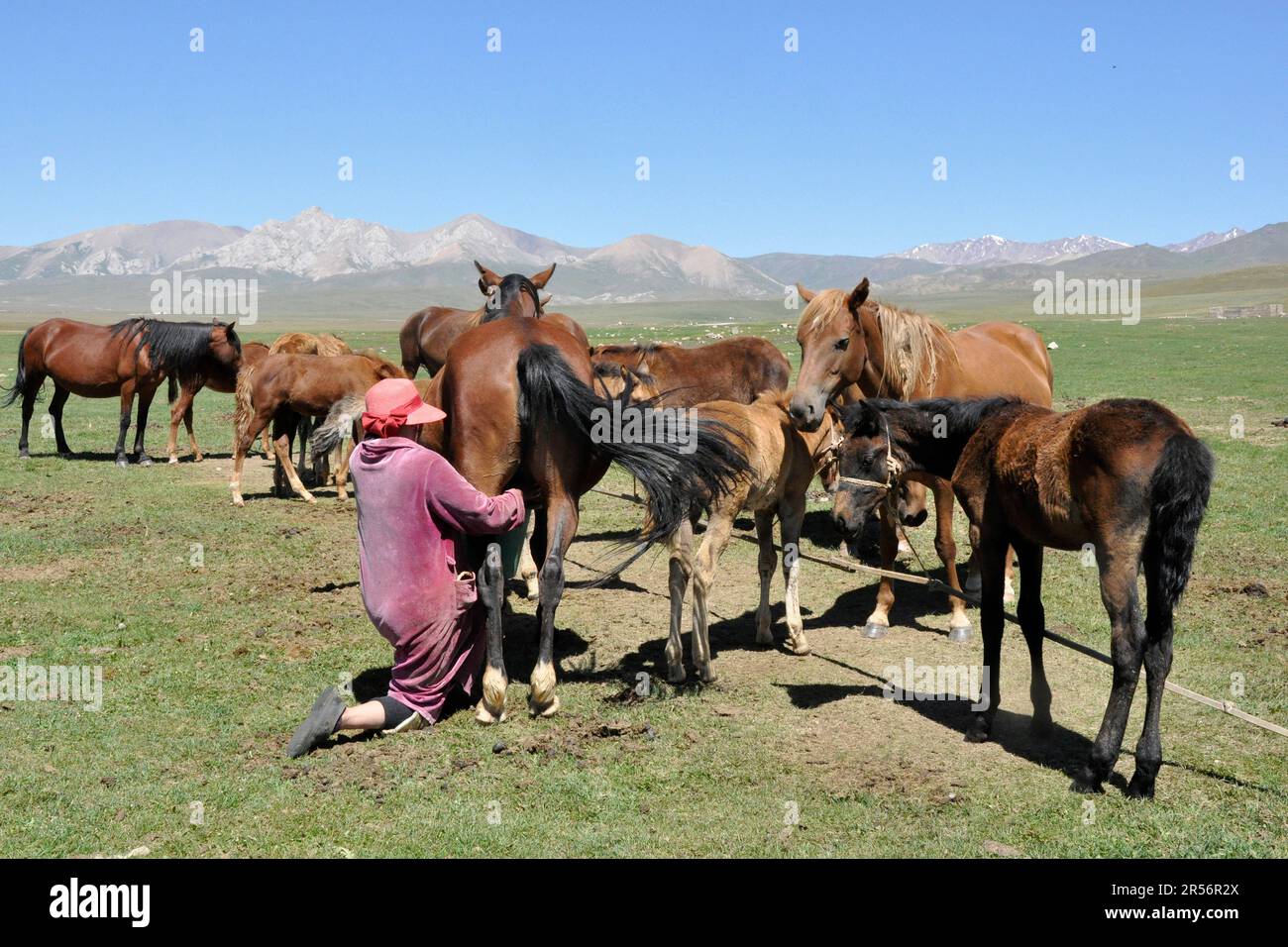 Kirghizistan. Lac Song Kul. chevaux Banque D'Images
