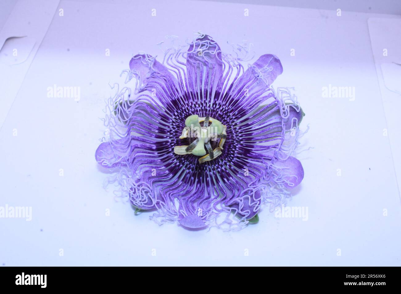 Fleur de passion violette isolée sur fond blanc, gros plan de la photo Banque D'Images