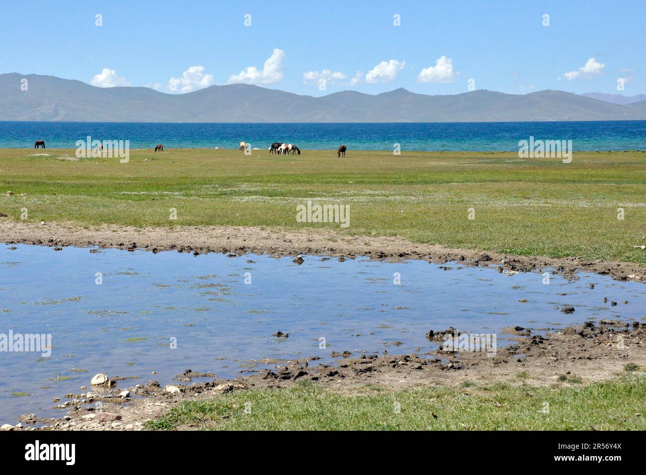 Kirghizistan. Lac Song Kul Banque D'Images Kirghizistan. Lac Song Kul Banque D'Images