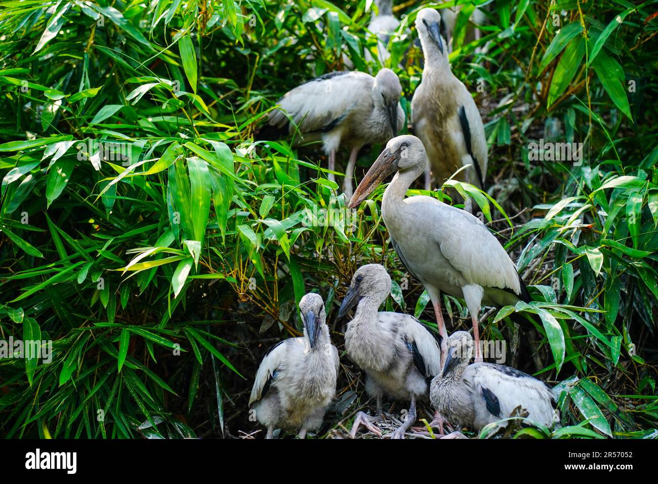 Cigognes asiatiques à bec ouvert ou à bec ouvert asiatiques au sanctuaire d'oiseaux de Ranganatittu , Mandya, Karnataka adultes et poussins Banque D'Images