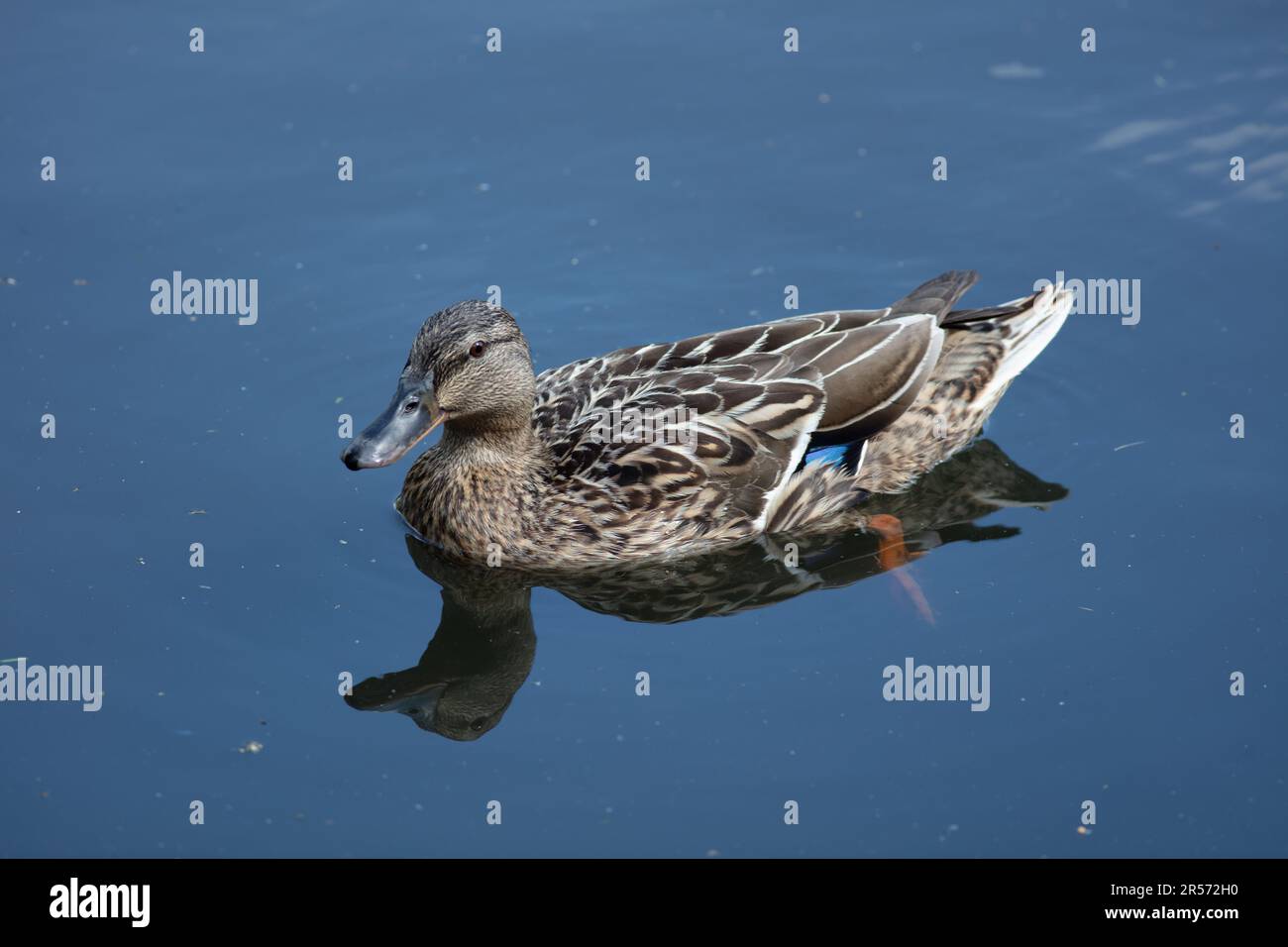 Canard colvert femelle sur Ewell court Pond Banque D'Images