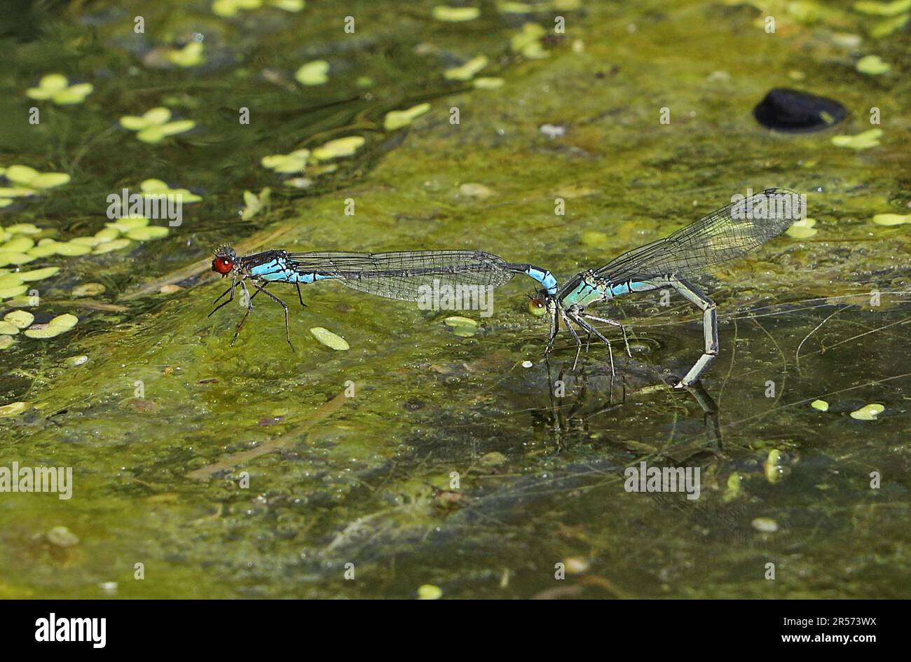 Petite paire de mouches à yeux rouges (Erythromma viridulum) accouplement et oviposting dans l'étang Eccles-on-Sea, Norfolk, Royaume-Uni Août Banque D'Images